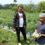 2 Minggu Diaplikasikan Ke Tanaman Cabai Kuta Kendit LMD Hasil nya Wow.