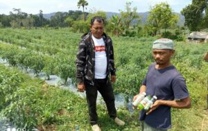 2 Minggu Diaplikasikan Ke Tanaman Cabai Kuta Kendit LMD, Hasil nya Wow..!!!