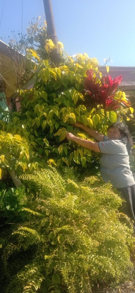 Dahsyatnya Daun Sirih Ampuh Atasi Luka Diabetes Melitus