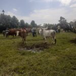 jual beli sapi kerbau di karo