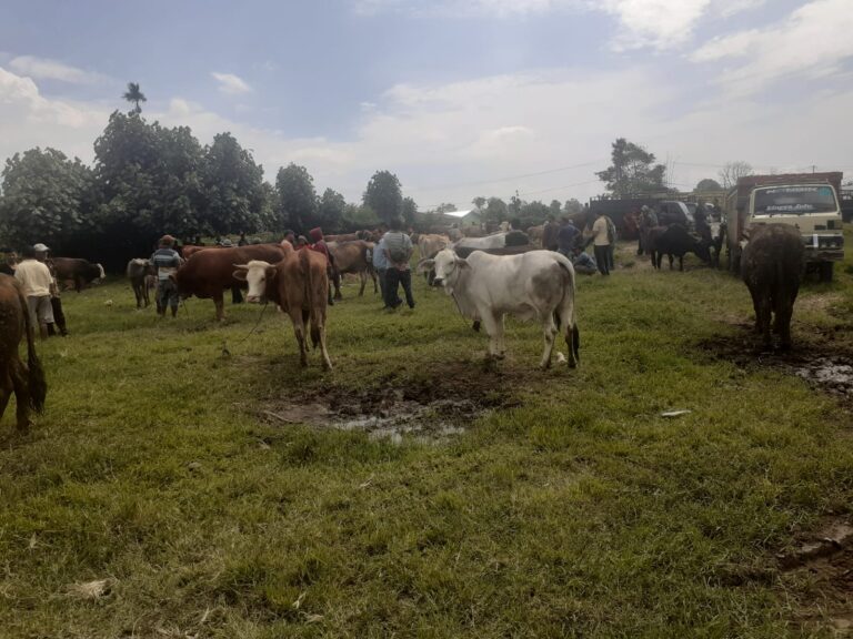 jual beli sapi kerbau di karo