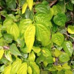 tanaman daun sirih