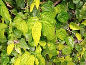 Intip Resep Obat Tradisional Atasi Gatal Tenggorokan dan Amandel Dengan Daun Sirih