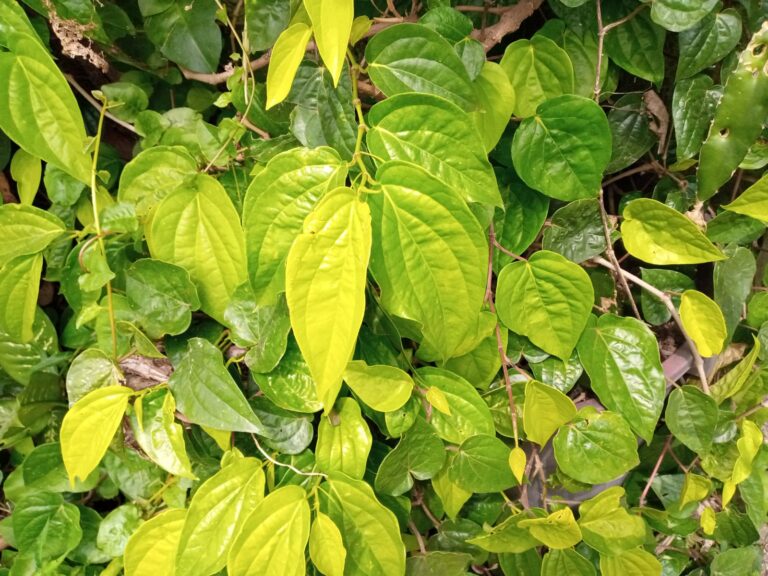 tanaman daun sirih
