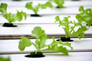 IDE BISNIS DARI LAHAN SEMPIT YANG BISA RAUP UNTUNG BESAR