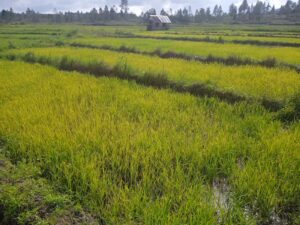 Jelang Masa Tanam Petani Keluhkan Harga Pupuk Mahal