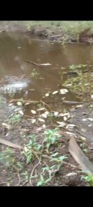 TERCEMAR! PABRIK PT SOCFINDO MEMBUANG LIMBAH KE SUNGAI MAMBU PERBATASAN RAWA SARI AEK KUASAN