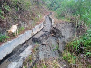 Saluran Irigasi Ambruk puluhan Hektar Ladang Sawah Terancam Kekurangan Air