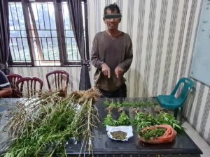 ‘Pagadung’ Masuk Bui Polres Karo, Karena Memiliki Ladang Ganja.Berita Karo