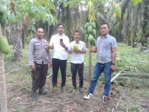 Cek Lokasi dan Lahan Ketahanan Pangan Dibidang Sayur dan Buah Buahan Bhabinkamtibmas Sambangi Kebun Warga
