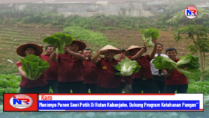 Manisnya Panen Sawi Putih Di Rutan Kabanjahe, Dukung Program Ketahanan Pangan”