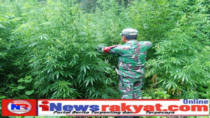 Intel Kodim 0205 /TK Temukan Ladang Ganja Desa Pancur Batu Kecamatan Merek