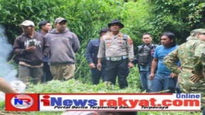 Polres Tanah Karo Temukan Ratusan Batang Tanaman Ganja di Hutan Sibuaten Kec. Merek