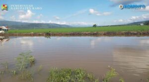 Panen Raya Padi Sawah di Kecamatan Mardingding, Hasil Nyata Upaya Pemkab Karo Pulihkan Lahan Terdampak Banjir