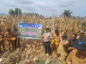 Panen Perdana Jagung BUMDes Desa Sirumbia Turut Dihadiri Kapolsek Simpang Empat