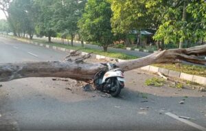 Sebuah pohon tumbang di Jalan Bandara Sultan Iskandar Muda (SIM), Gampong Gani, Kecamatan Ingin Jaya, Aceh Besar